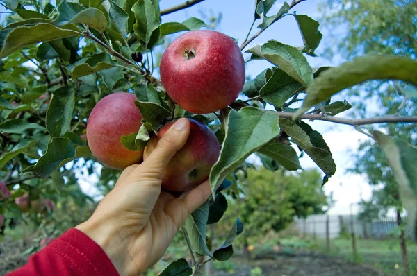 Apples story Royalty Free Stock Photos