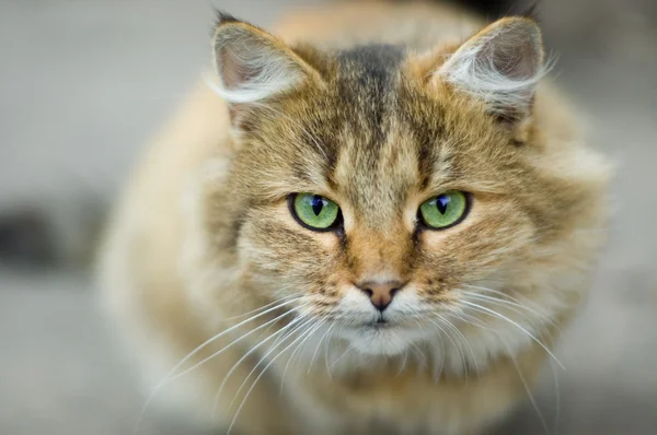 Attentive Green Eyes of Domestic Predator Stock Photo