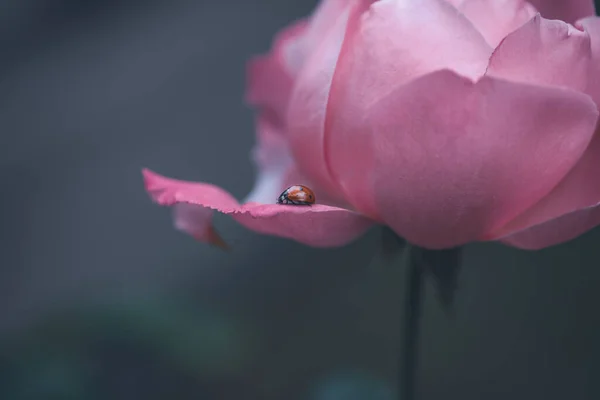 Una Coccinella Petalo Rosa — Foto Stock