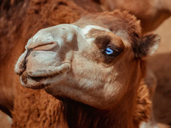 Blue Eyes Camel Blue Eye Camel Desert — Stock Photo, Image