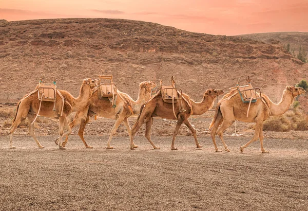 Kamelen Woestijn Kameel Caravan — Stockfoto