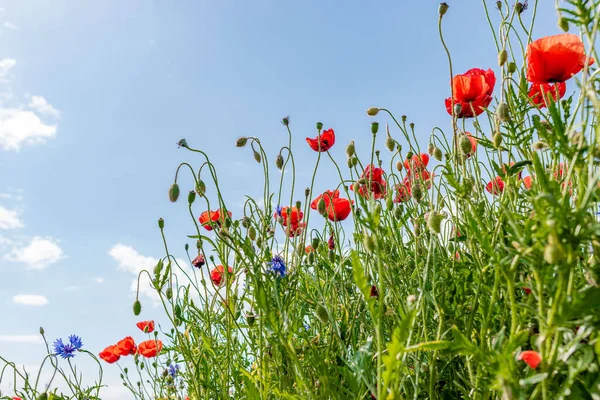 poppy field with blue sky, spring field with flowers, spring feeling, flowery meadow