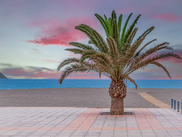 Tenerife sahilindeki palmiye ağacı, cennet gibi sahil, bomboş.