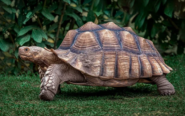 Oude Schildpad Het Gras — Stockfoto