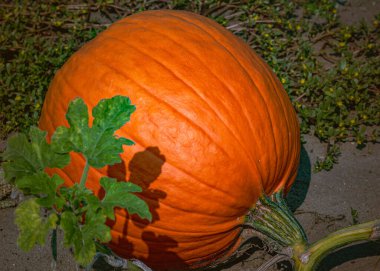 Bir tarlada taze turuncu balkabakları. Kırsal alan. Sonbahar hasadı için olgun, organik turuncu balkabakları. Şükran Günü sezonu ve Cadılar Bayramı için balkabağı fenerleri hazır..