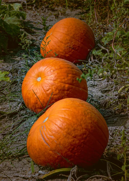Fresh orange pumpkins on a farm field. Rural landscape. Ripe bright organic orange pumpkins for autumn harvest. Ready for Thanksgiving season and jack o\'lanterns for the Halloween holiday.