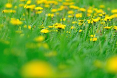dandelions çayır