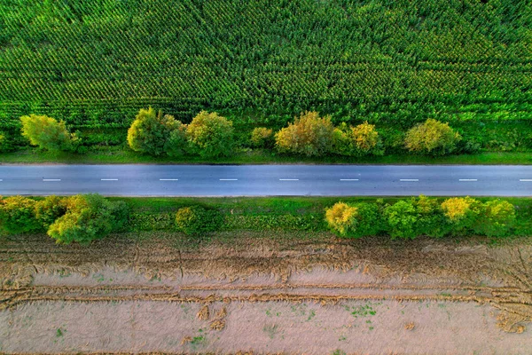 Top view of road near agricultural field. Road through the green plant. Ecosystem and environment concept at highway. Aerial view of countryside route. Ecological path background. Tourist way.