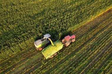 Tarladaki tarlaları biçmek için mısır tarlasında hasatçı. Biyokütle hasat ediliyor. Tarım için kendinden tahrikli biçerdöver. Mısır hasat mevsiminde traktör işi. Tarım ekipmanları ve tarım makinesi.