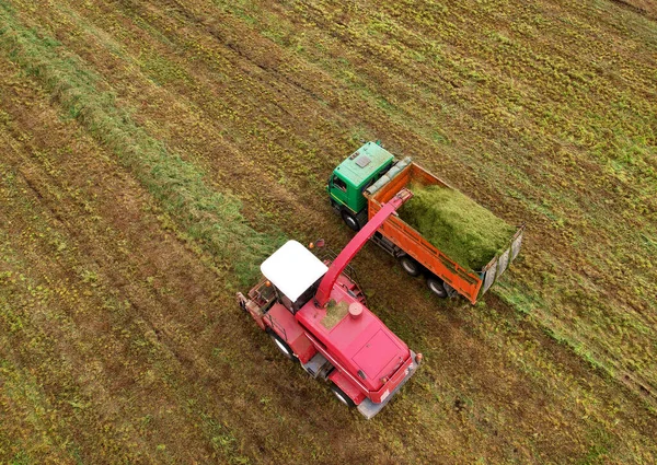 Forage harvester during grass cutting for silage in field. Harvesting biomass crop. Self-propelled Harvester for agriculture industry. Tractor work on silage season. Farm equipment and farming machine