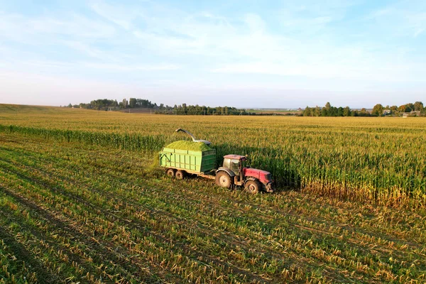 Tractor with a trailer transports corn from the field. Maize cutting for silage in field. Harvesting biomass crop. Agricultural Tractor work on corn harvest season. Farm equipment and farming machine