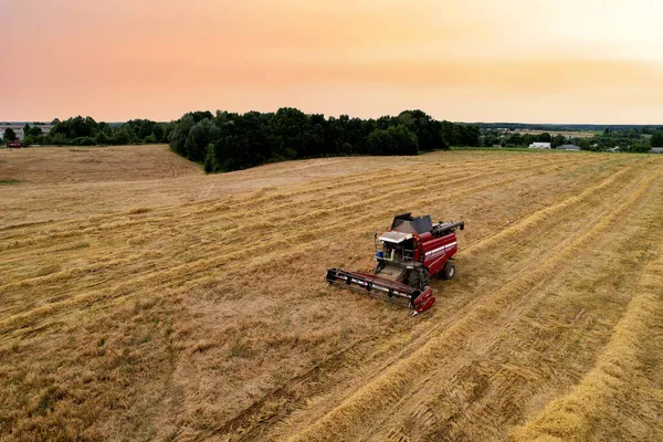 Combine harvester in wheat field on sunset. Agricultural machine during cutting crop. Combines during grain harvesting. Flour and bread production. Silage and hay harvesting in farmers country.