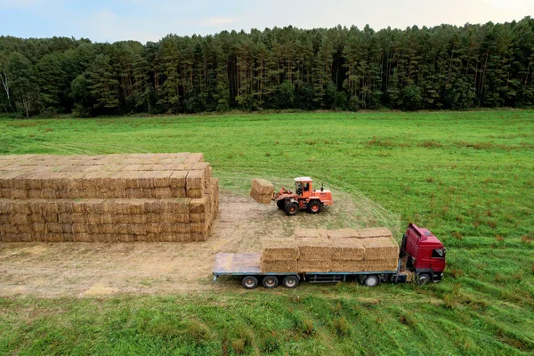 Farmer unloading round bales of straw from Hay Trailer with a front end loader. Store hay at farm. Hay rolls as Forage feed for beef and dairy cattle, sheep and horses. Making hay in autumn season.