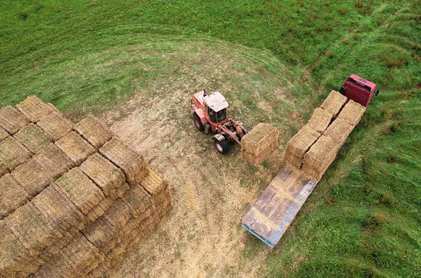 Farmer unloading round bales of straw from Hay Trailer with a front end loader. Store hay at farm. Hay rolls as Forage feed for beef and dairy cattle, sheep and horses. Making hay in autumn season.