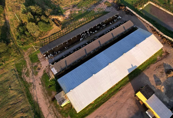 Agricultural Buildings with farm animals. Farm Storage Building with Cows, chicken and pigs. Hay Barns in rural. Cowshed and Animal husbandry. Farm of cattle and Cow Dairy. Agronomy concept.