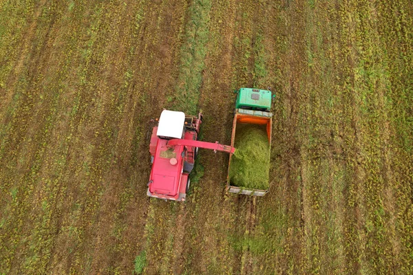 Forage harvester durind grass cutting for silage in field. Harvesting biomass crop. Self-propelled Harvester in agriculture industry. Tractor on Hay making for cattle at Farm. Silage season concept.