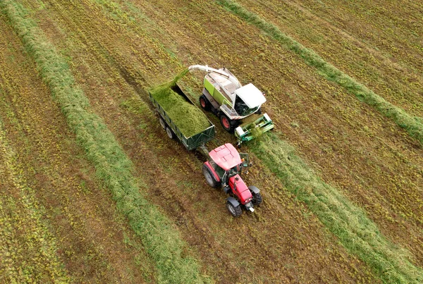 Forage harvester durind grass cutting for silage in field. Harvesting biomass crop. Self-propelled Harvester in agriculture industry. Tractor on Hay making for cattle at Farm. Silage season concept.