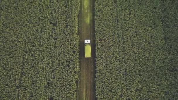 Dump truck přepravuje kukuřičná zrna poté, co byla sklizena kombajnem. Letecký pohled na zemědělské pole s kukuřicí během sklizně. Řezání kukuřice pro siláž na poli farmy.