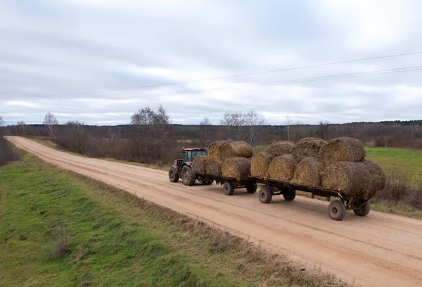 Tractor transports round bales and hay on hay trailer. Silage for farm animals. Hay as feed for beef and dairy cattle. Bale trailer with crop grass on country road. Round bales from field to storage