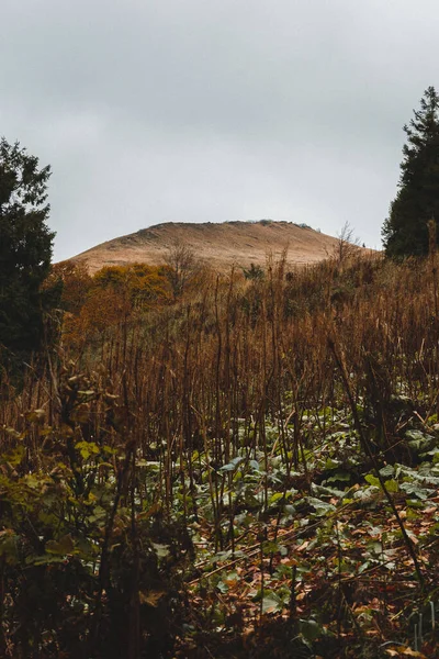 Karpat Dağları 'nda yürüyüş. Retro Grain Fotoğrafçılık.