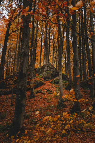 Karpat Dağları 'nda yürüyüş. Retro Grain Fotoğrafçılık.