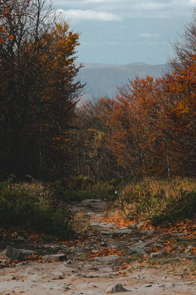 Karpat Ormanları 'nda yürüyüş. Retro Grain Fotoğrafçılığı.