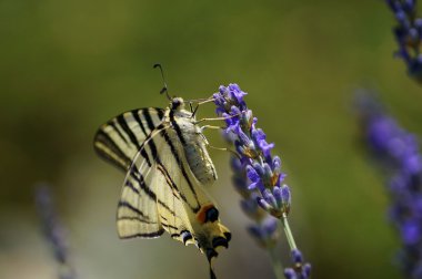 Kırlangıç Kelebek