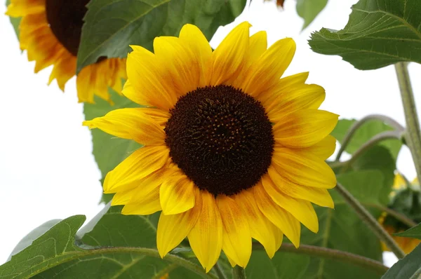 Girasol — Foto de Stock