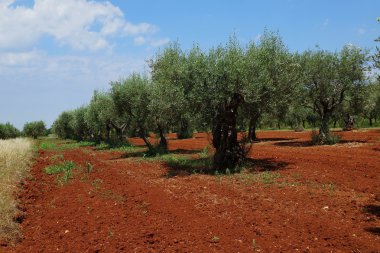Olive field