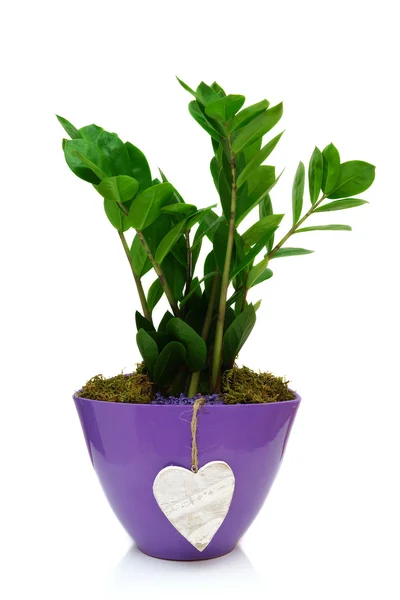 Zamia en pot avec coeur isolé sur blanc — Photo