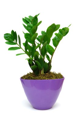 Zamia in pot isolated on white clipart