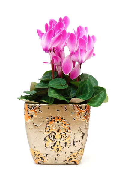 Cyclamen bloemen — Stockfoto