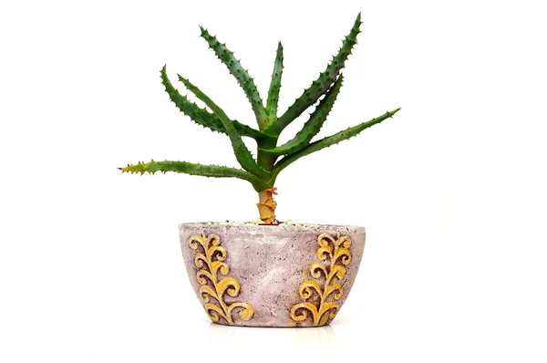 Decorative cactus — Stock Photo, Image