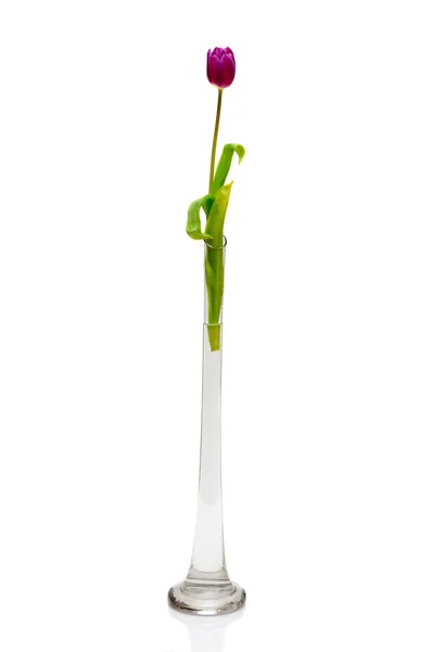 Jeden Tulipán v váza — Stock fotografie