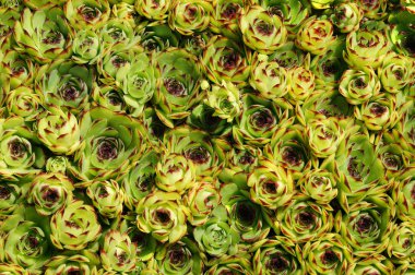 Ortak houseleek ( Sempervivum tectorum )
