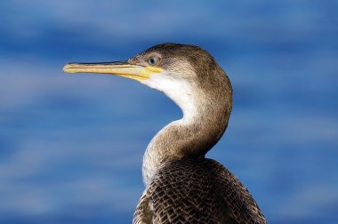крупним планом Баклан (phalacrocorax carbo)