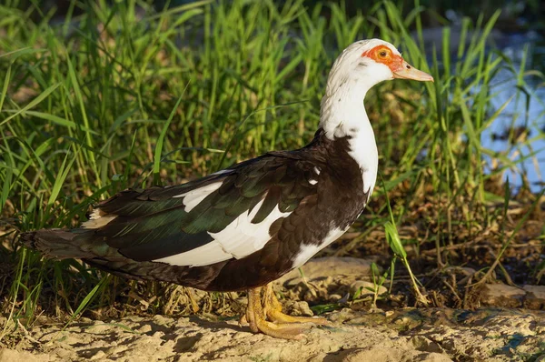 Retrato do pato da cabeça vermelha — Fotografia de Stock