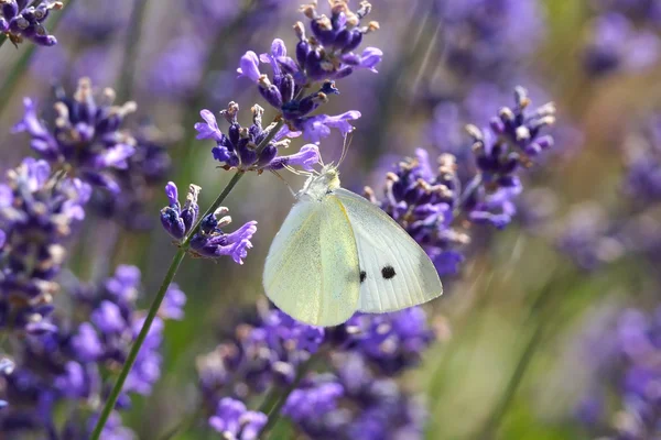 Bílý motýl na levandule (lavendula) — Stock fotografie