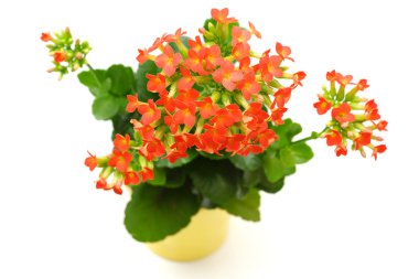 red Kalanchoe flower isolated clipart