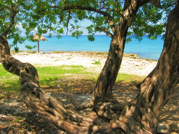 Un arbre tordu sur une plage solitaire — Photo