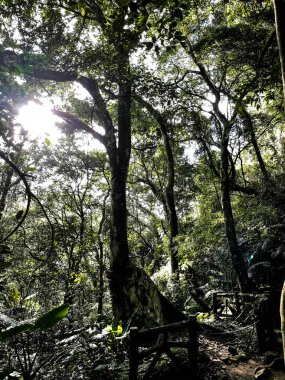 Tayvan ormanında, arka planda büyüyen ağaçlara bakın ve güneş ışığı bir tabloya dönüşüyor.
