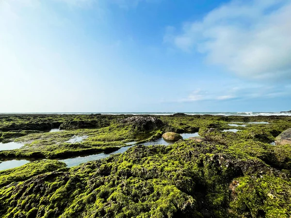 Deniz kıyısındaki ve gökyüzündeki yosunlar bir resme dönüşür, ki bu çok görkemli bir şeydir.