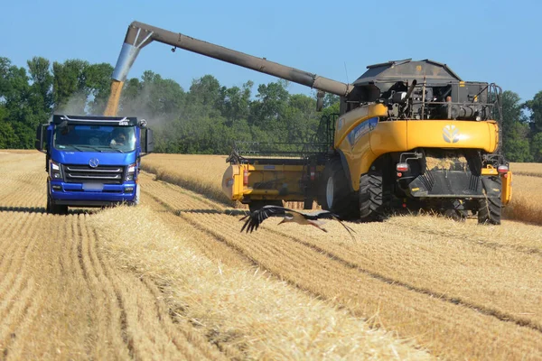 Kyiv Region Ukraine Juli 2022 Skördetröska Lossar Säd Lastbil Skörden — Stockfoto