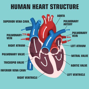 vektör bilimi ikon kalp anatomisi. Stok illüstrasyon eğitimi insan kalbi yapısı