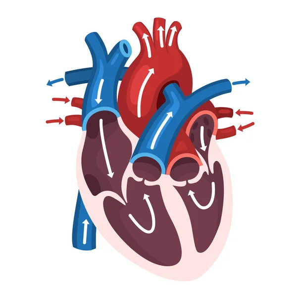 Vektortudomány Ikon Szív Anatómia Állomány Illusztráció Oktatás Emberi Szív Szerkezete — Stock Vector