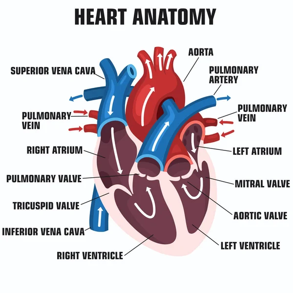 Vektör Bilimi Ikon Kalp Anatomisi Stok Illüstrasyon Eğitimi Insan Kalbi — Stok Vektör