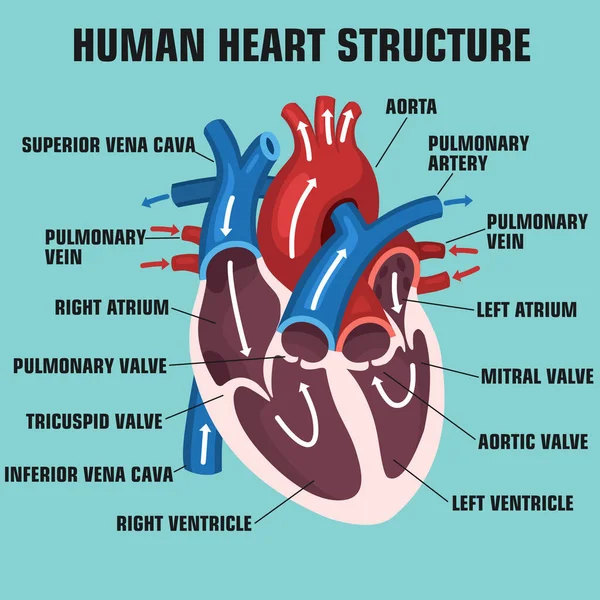 Διανυσματική Επιστήμη Ανατομία Καρδιάς Εικόνα Αρχείου Εκπαίδευση Ανθρώπινη Δομή Της — Διανυσματικό Αρχείο