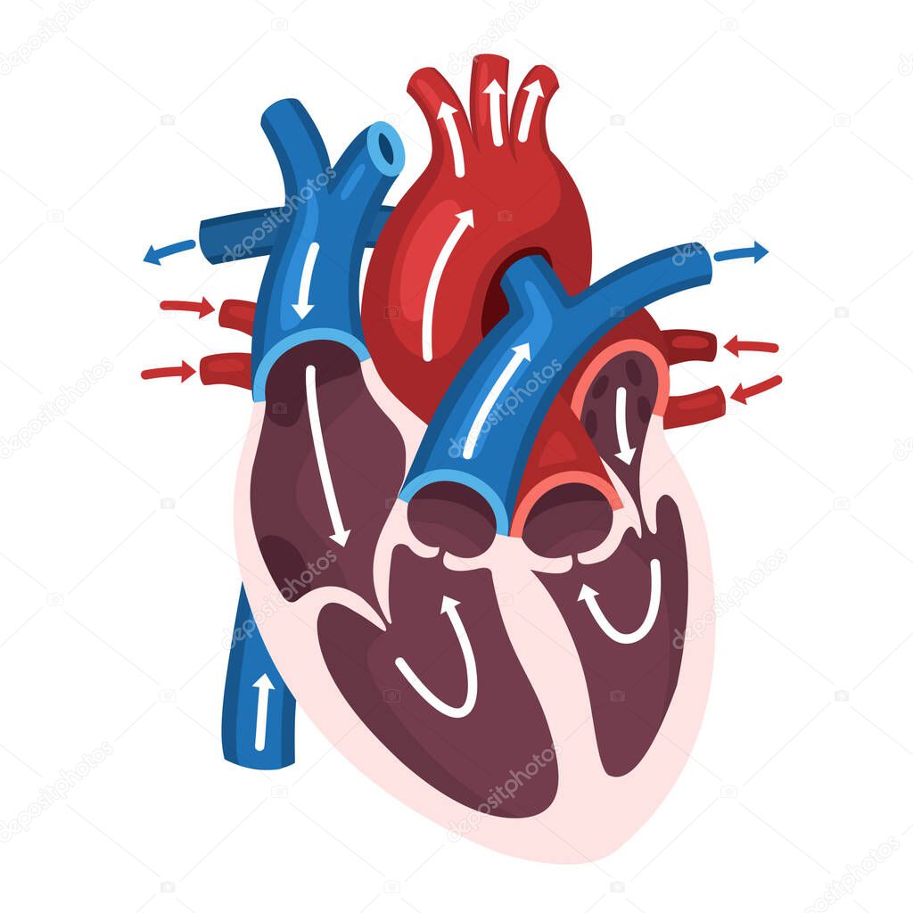 vector science Icon heart anatomy. Stock illustration education human heart structure