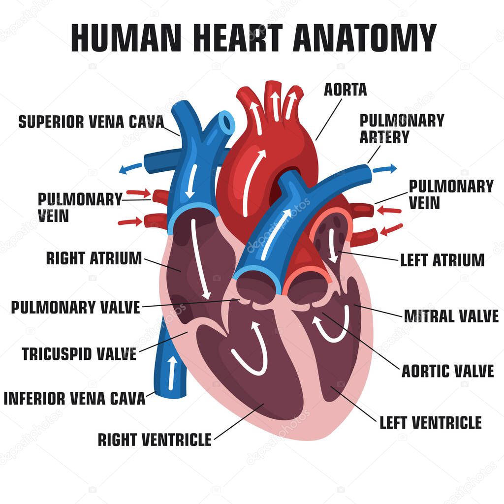 vector science Icon heart anatomy. Stock illustration education human heart structure