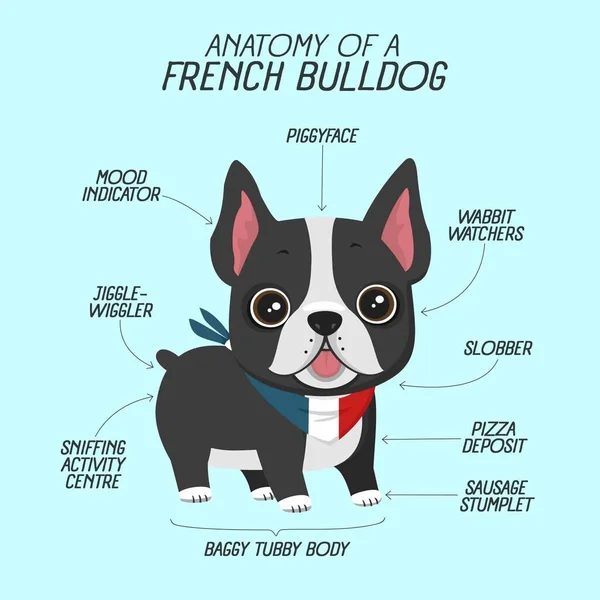 Dog43_Anatomy Frech Bulldog Cdr — Vetor de Stock